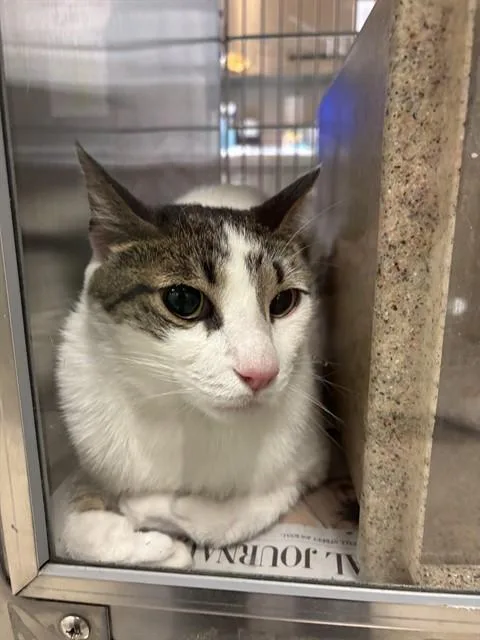An adult medium-sized male Domestic Short Hair cat named Kindle A for adoption in Plano, TX