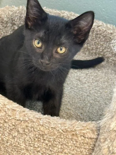 A young small-sized male Domestic Short Hair cat named O'malley for adoption in Dalton, GA