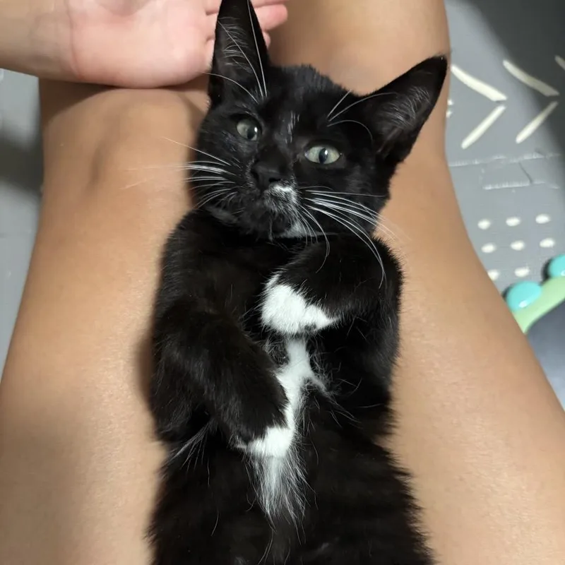 A baby small-sized female Black Domestic Short Hair cat named Cocoa Puffs for adoption in Westminster, CA
