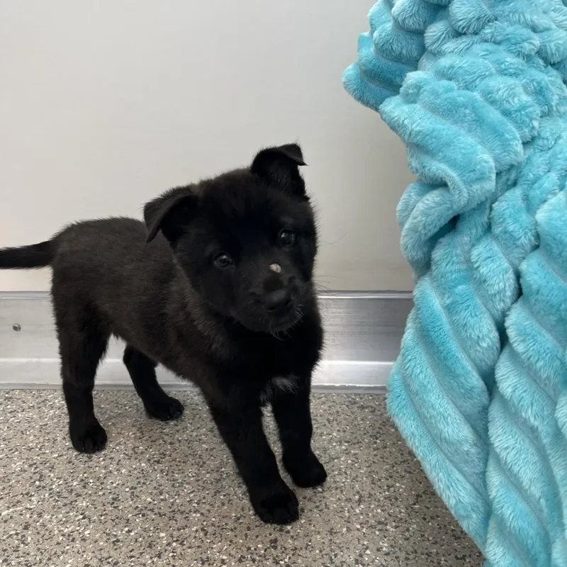 Focaccia thumbnail 2