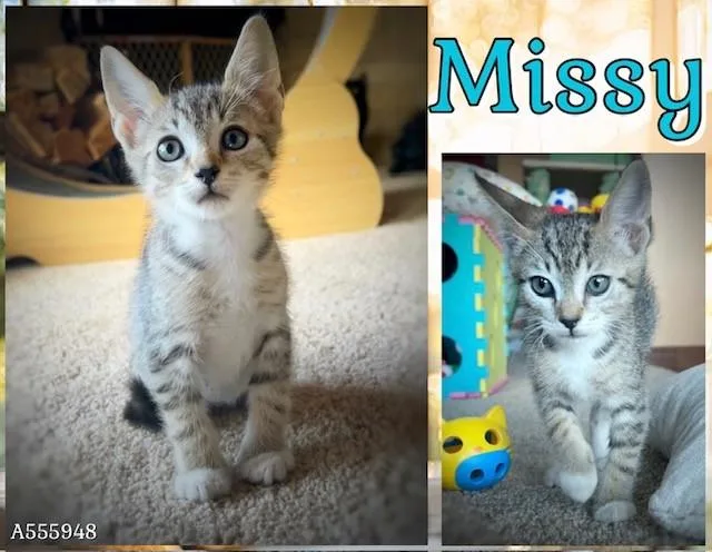 A baby small-sized female Domestic Short Hair cat named Missy for adoption in Santa Maria, CA