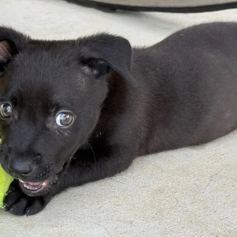 A baby small-sized male Black Labrador Retriever dog named Cole for adoption in Southside, TN
