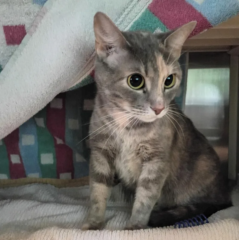 An adult small-sized female Domestic Short Hair cat named Quiche for adoption in Hyde Park, NY