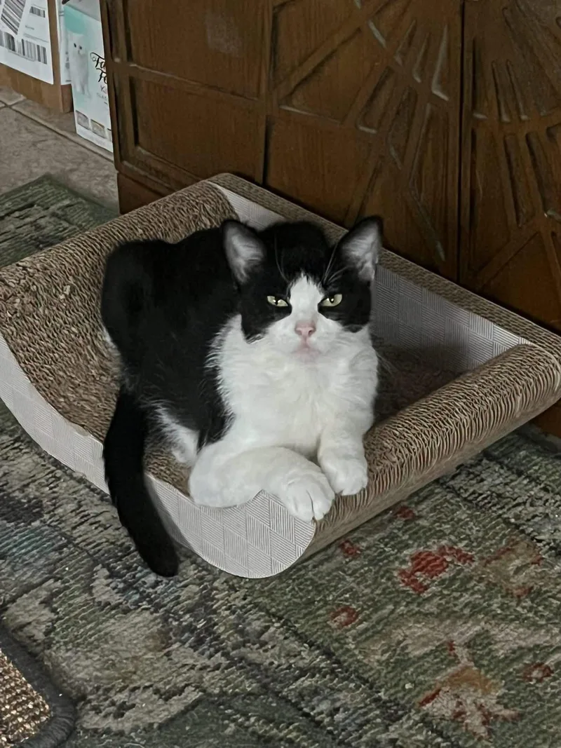 A young medium-sized female Domestic Short Hair cat named Minnow for adoption in Tampa, FL