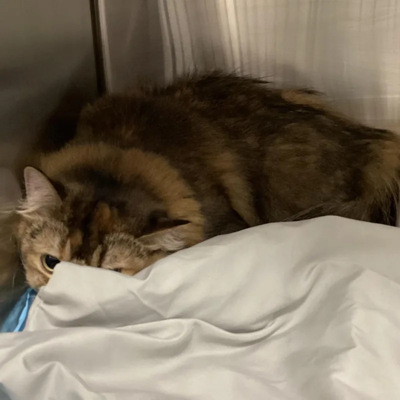 An adult large-sized female Torbie Persian cat named Miel for adoption in Tampa, FL