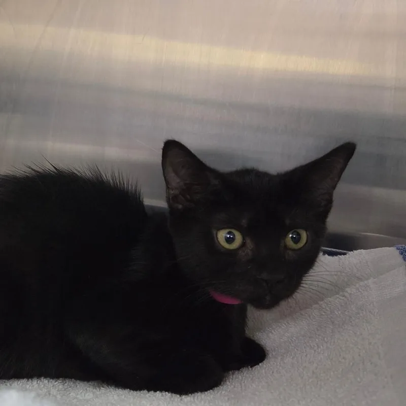 A baby small-sized female Black Domestic Short Hair cat named Honeydew for adoption in Lakeland, FL