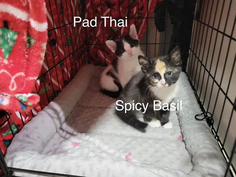 Spicy Basil thumbnail 2