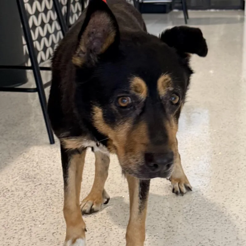 A senior large-sized female Black Shepherd dog named Phoebe A for adoption in Mission Hills, CA