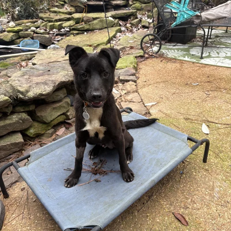 Paul Simon thumbnail 2