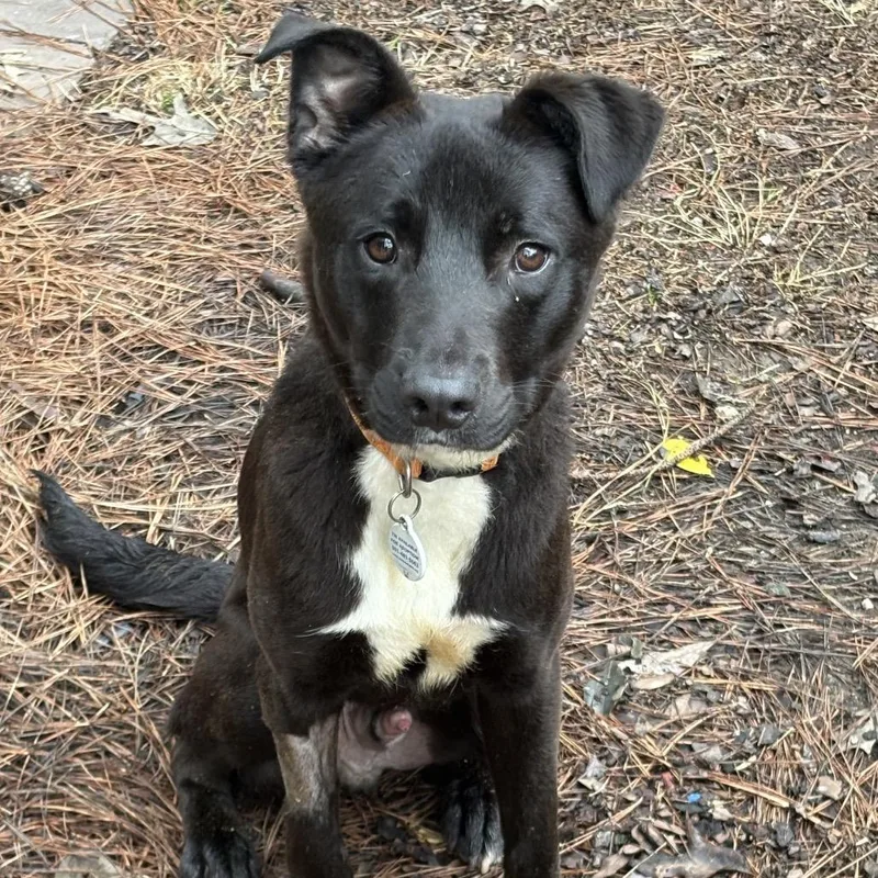 Paul Simon thumbnail 3