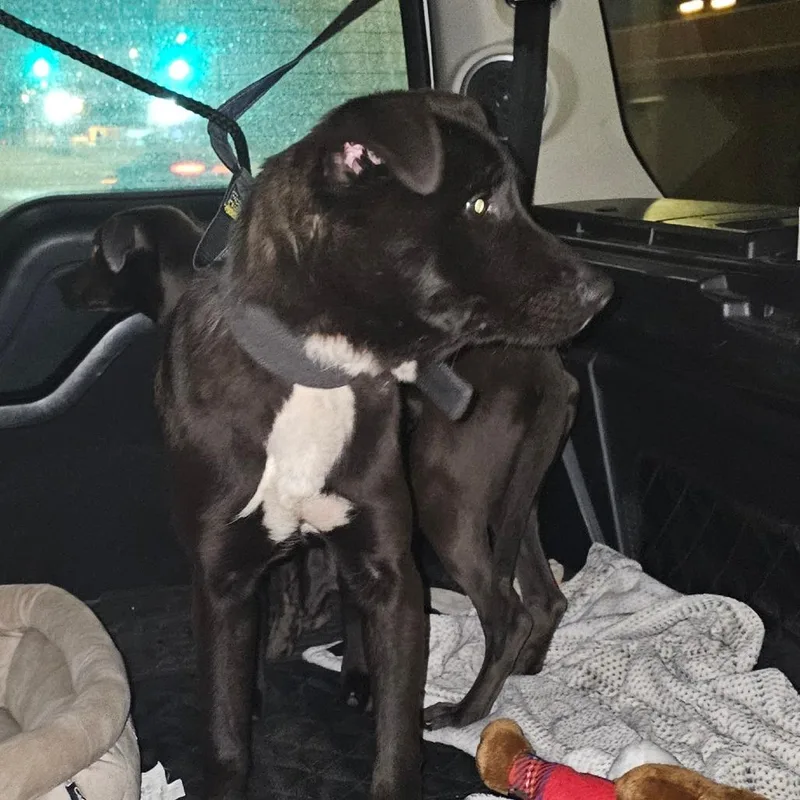 Paul Simon thumbnail 4