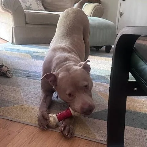 An adult large-sized male Sable Pit Bull Terrier dog named Chimi for adoption in Brentwood, TN