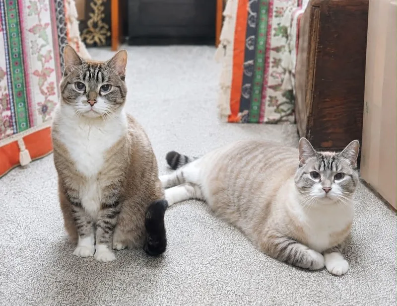Armani & Coco Chanel thumbnail 3