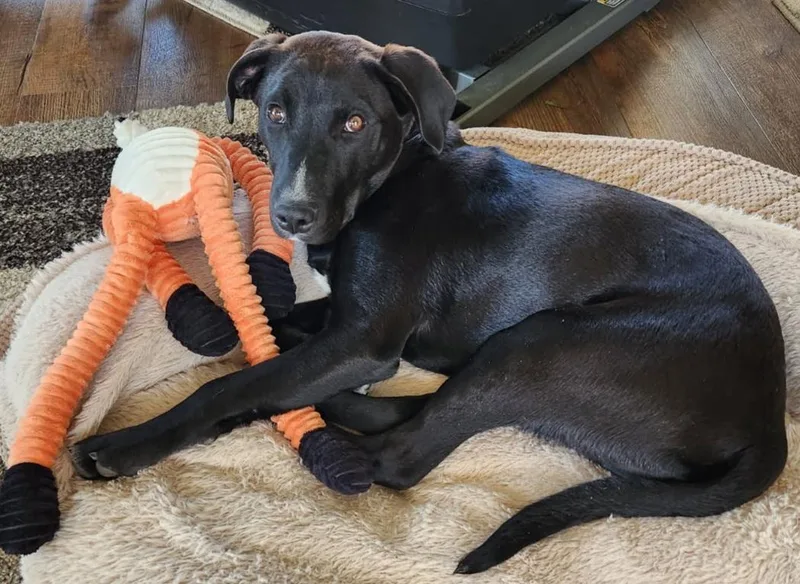 A young medium-sized male Black Black Labrador Retriever dog named Jonah for adoption in Louisville, OH