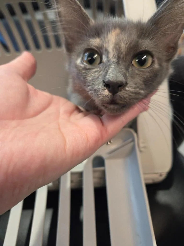 Elsa