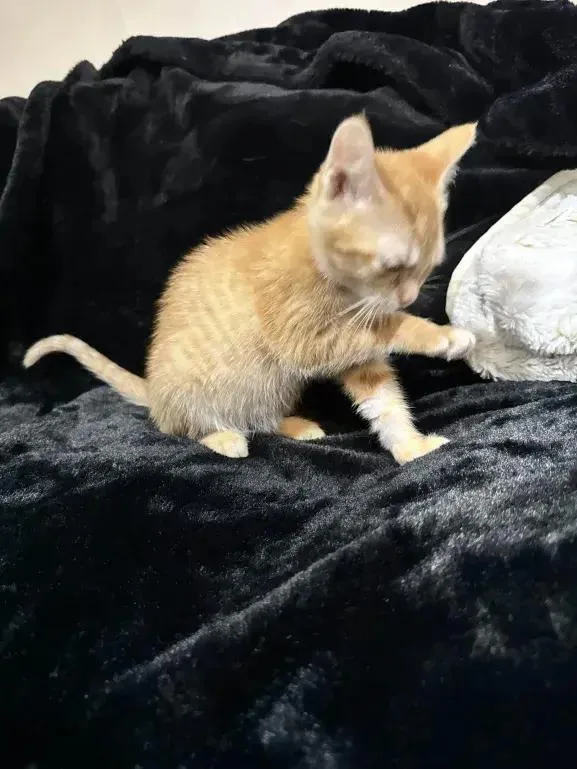 A baby small-sized female Tabby (Orange / Red) Domestic Short Hair cat named Shvana for adoption in Grand Rapids, MI