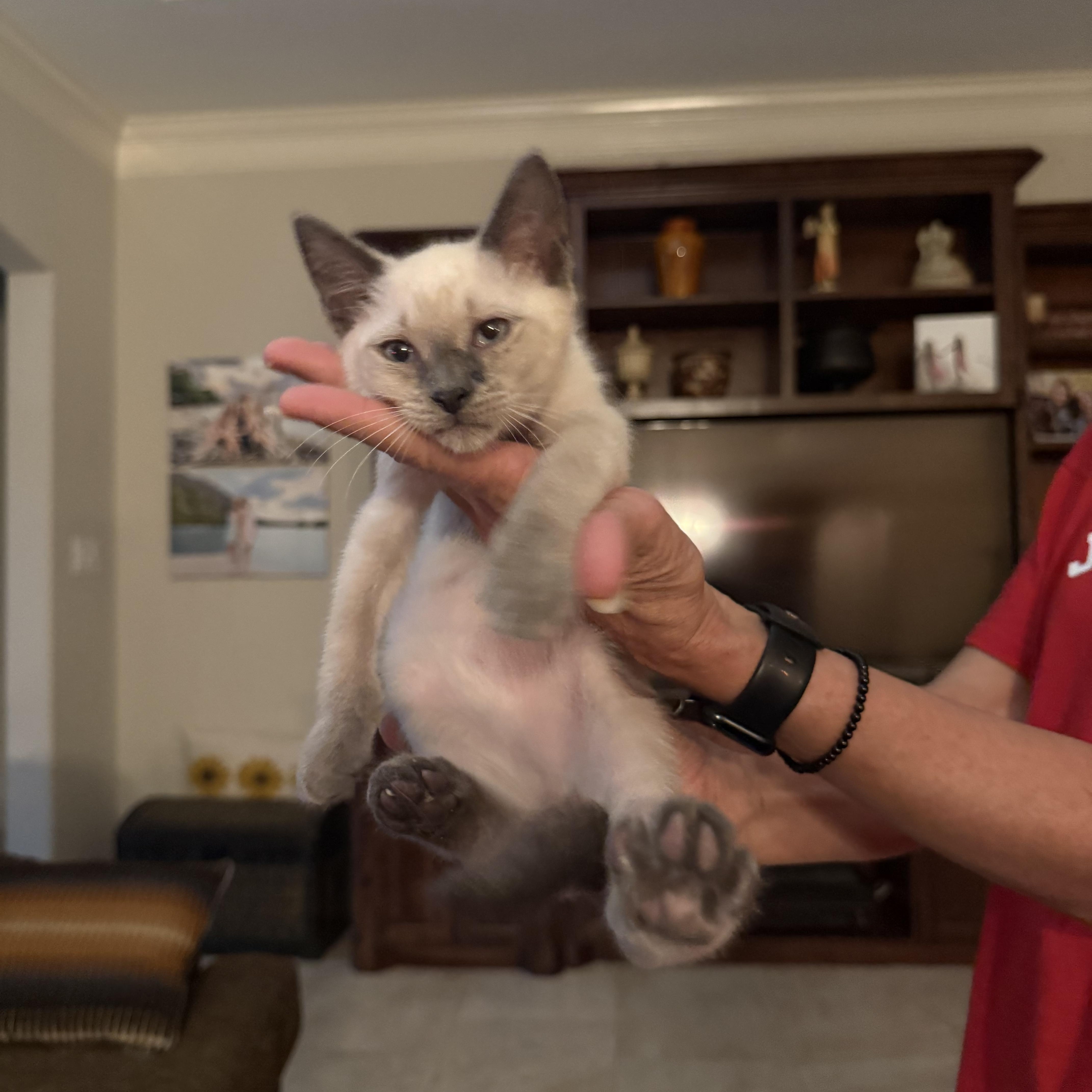 A baby medium-sized male Buff / Tan / Fawn Siamese cat named Wisimbir Ort for adoption in Missouri City, TX