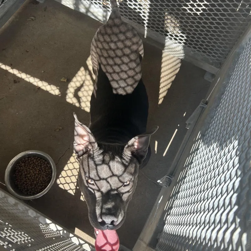 An adult medium-sized female Gray / Blue / Silver Mixed Breed dog named Og for adoption in Lake Jackson, TX