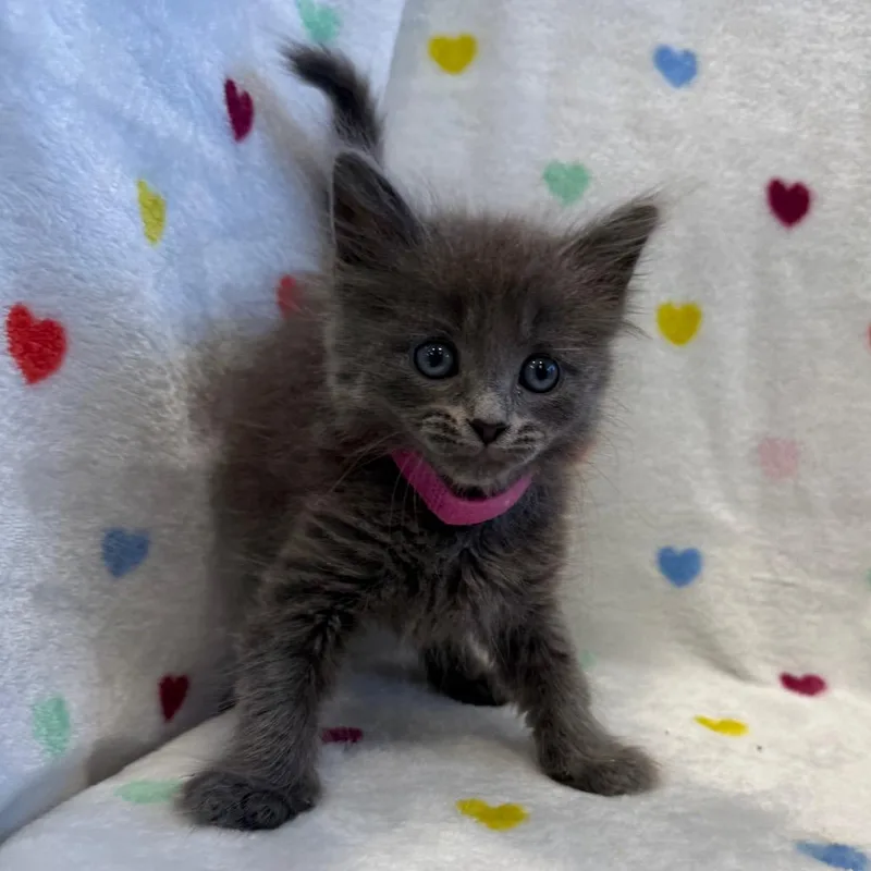 A baby small-sized female Gray / Blue / Silver Domestic Medium Hair cat named Posy for adoption in Abilene, TX
