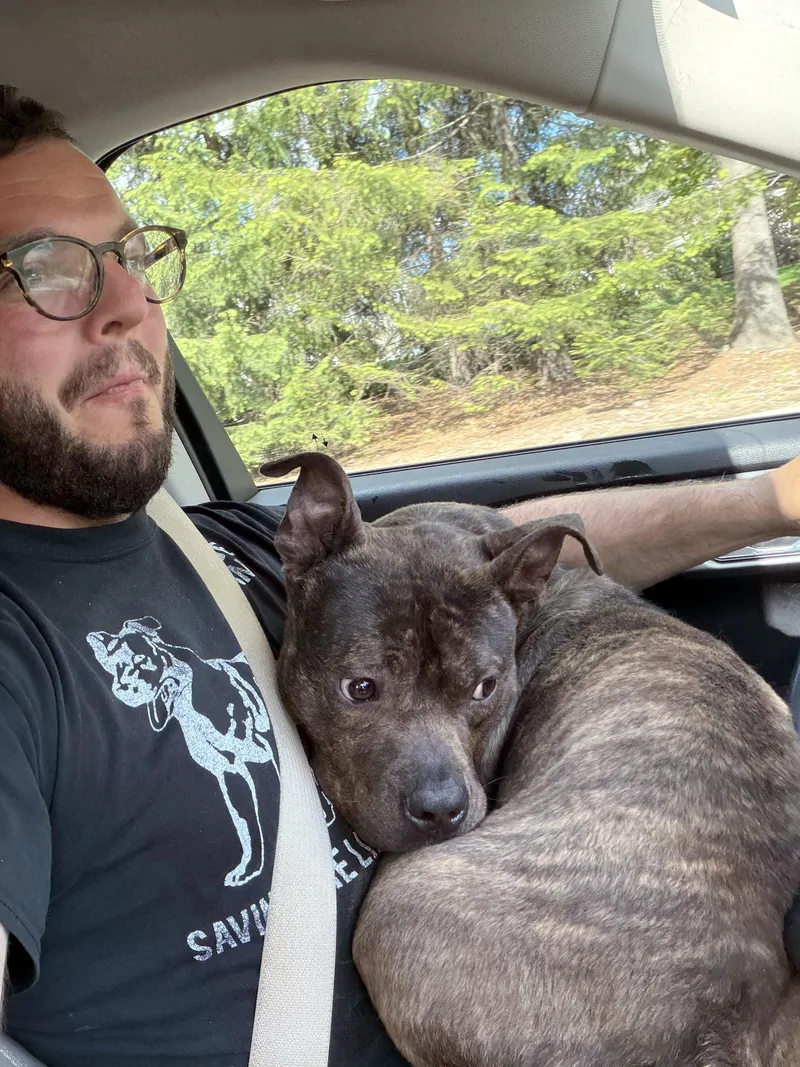 A young medium-sized male Brindle Terrier dog named Papi for adoption in Mendham, NJ