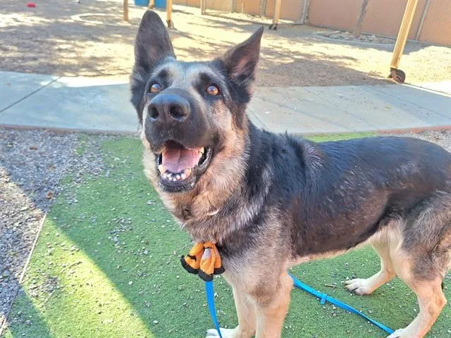 An adult large-sized female German Shepherd Dog dog named Angelica for adoption in Phoenix, AZ