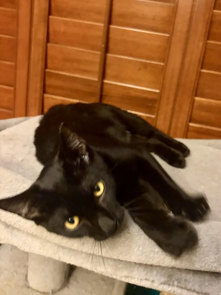 A young medium-sized male Black Domestic Short Hair cat named Thor for adoption in Panama City Beach, FL