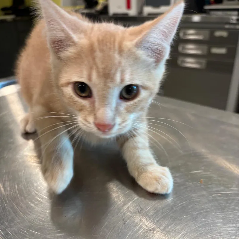 A baby small-sized male Orange / Red Domestic Short Hair cat named Stitch for adoption in West Des Moines, IA