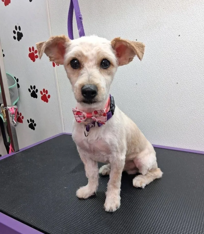 A young small-sized male Poodle dog named Theo for adoption in Lemoore, CA