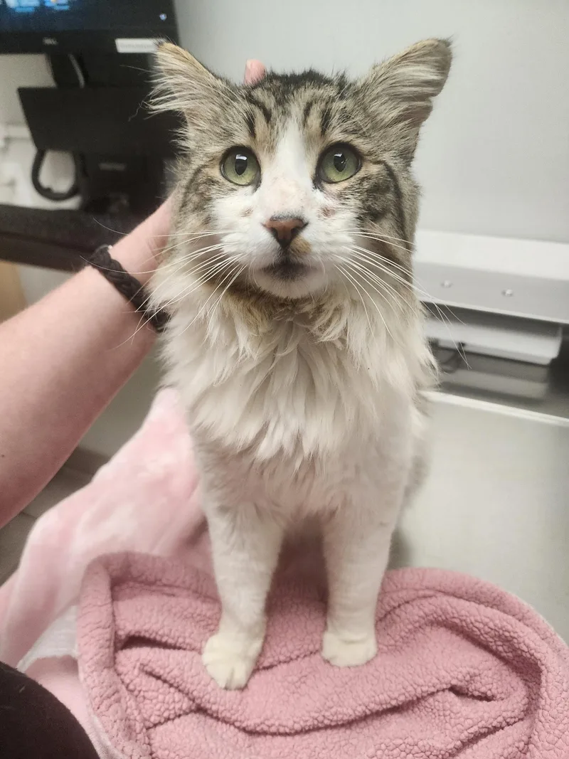 Templeton thumbnail 2