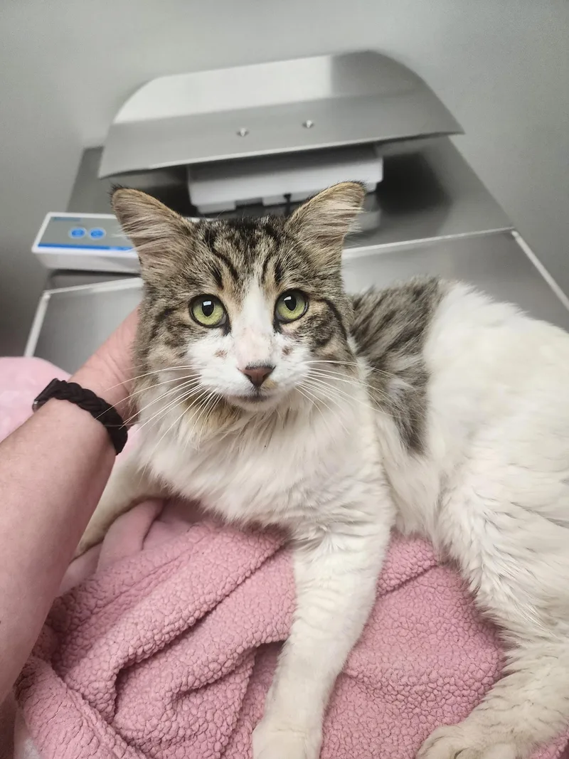 An adult large-sized male Tabby (Buff / Tan / Fawn) Domestic Long Hair cat named Templeton for adoption in Fresno, CA