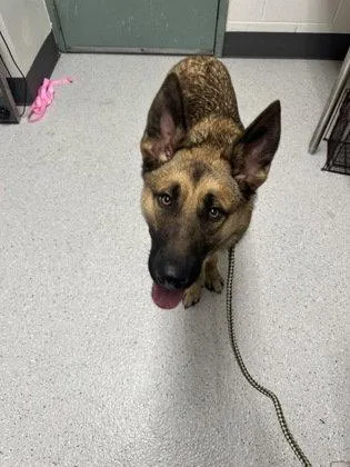 A young large-sized male German Shepherd Dog dog named Leon for adoption in Oakland, CA