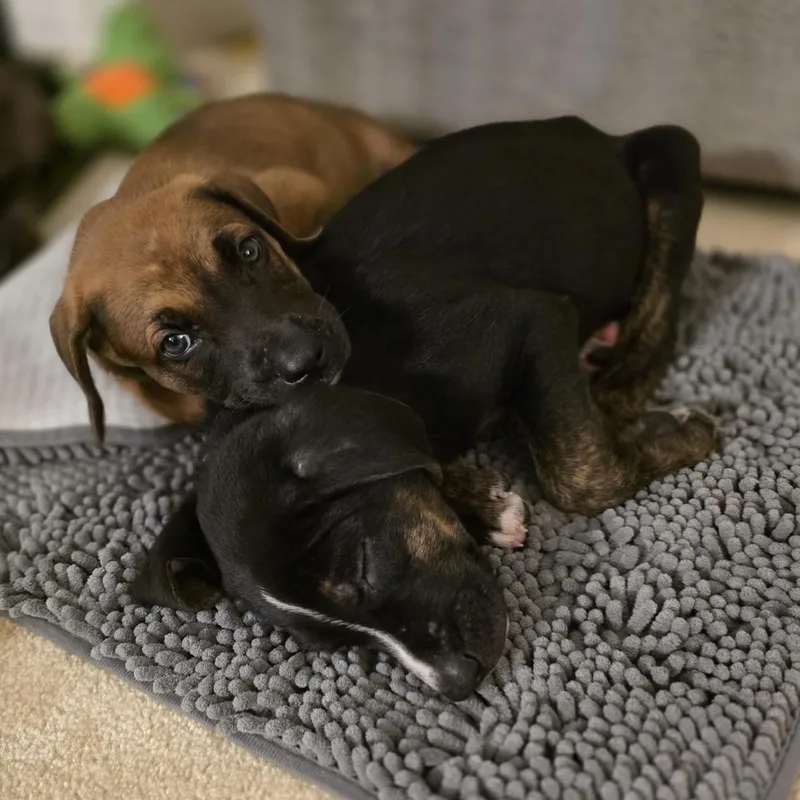 A baby medium-sized male Hound dog named Tajin for adoption in Ellicott City, MD