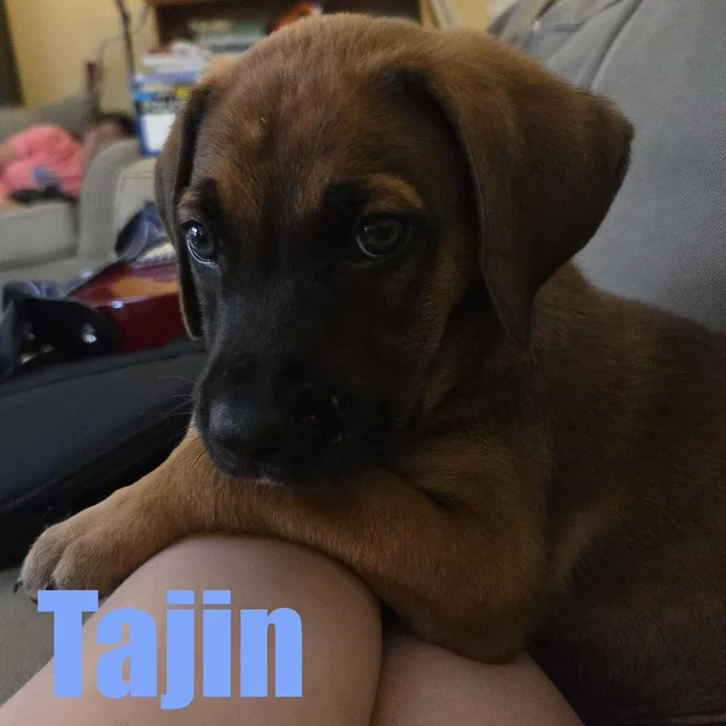 Tajin thumbnail 4