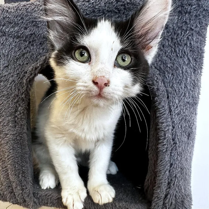 A baby small-sized male Black Domestic Short Hair cat named A Cyprus for adoption in Pleasant Hill, CA