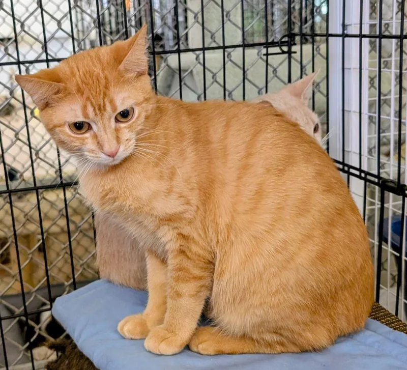 A baby medium-sized male Domestic Short Hair cat named Rowan for adoption in Peoria, AZ