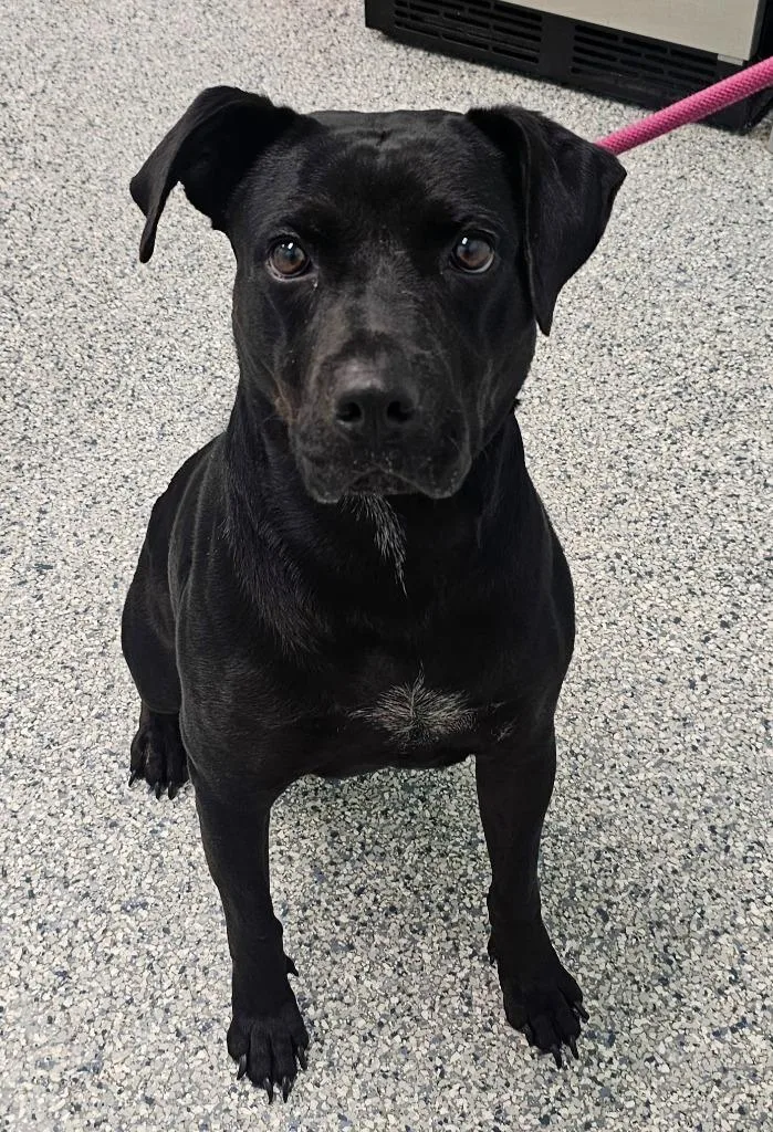 An adult large-sized male Terrier dog named Buddy for adoption in Athens, TN