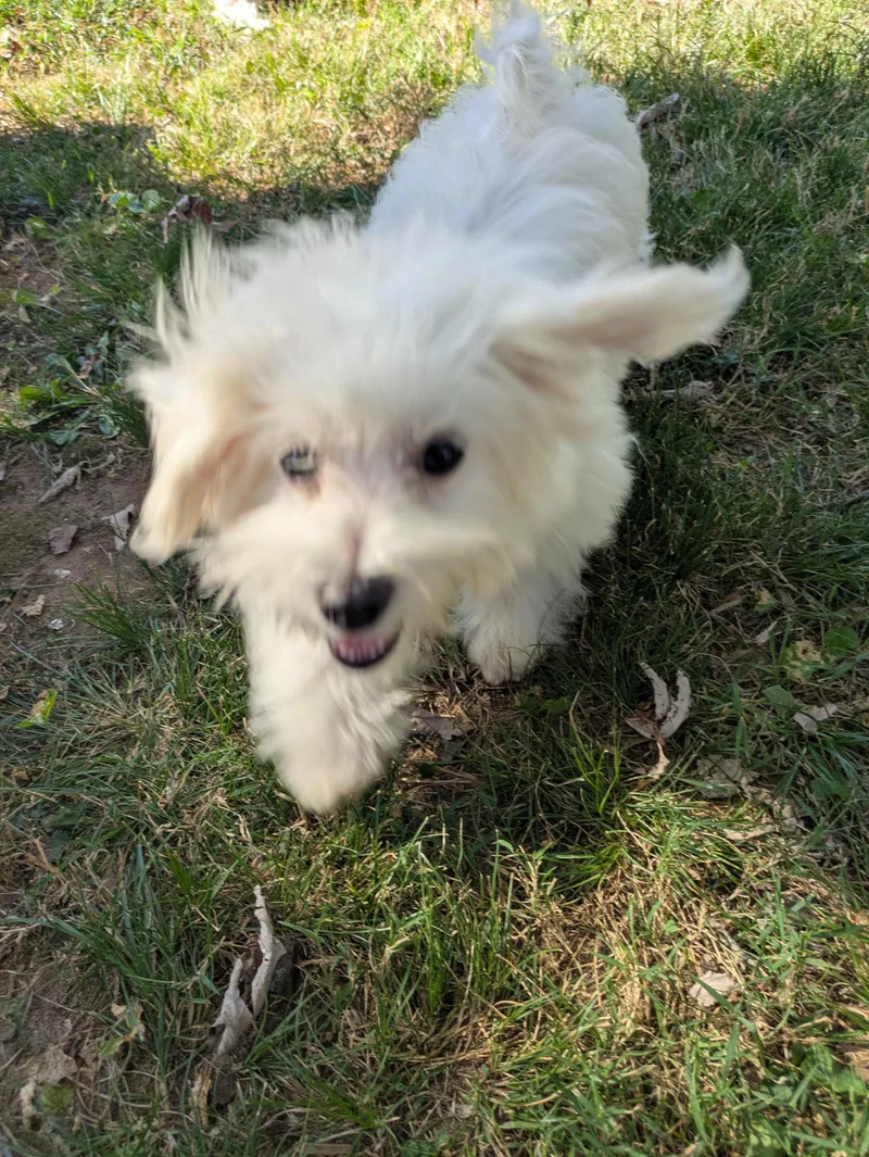 A baby small-sized male Maltese dog named Tater Tot for adoption in Franklin, TN