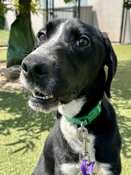 A young large-sized male Black Mixed Breed dog named Huck for adoption in Wichita, KS