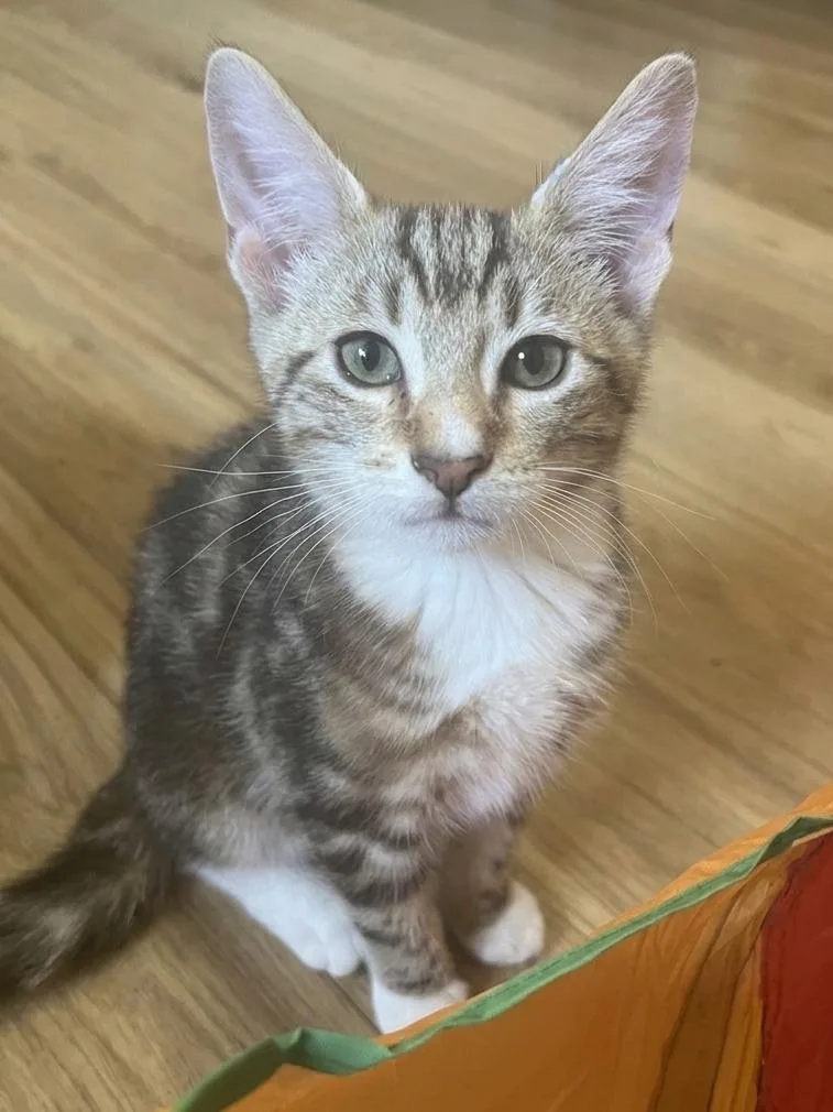 A baby small-sized male Domestic Short Hair cat named Tater for adoption in Vashon, WA
