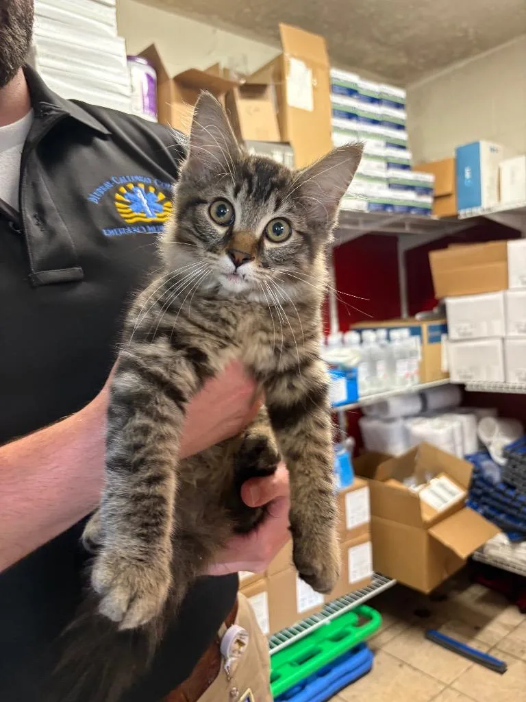 A baby medium-sized male Domestic Long Hair cat named WeeWoo for adoption in Murray, KY