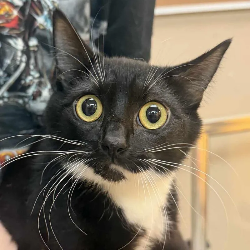 A young small-sized female Black Domestic Short Hair cat named Daphne for adoption in Beckley, WV
