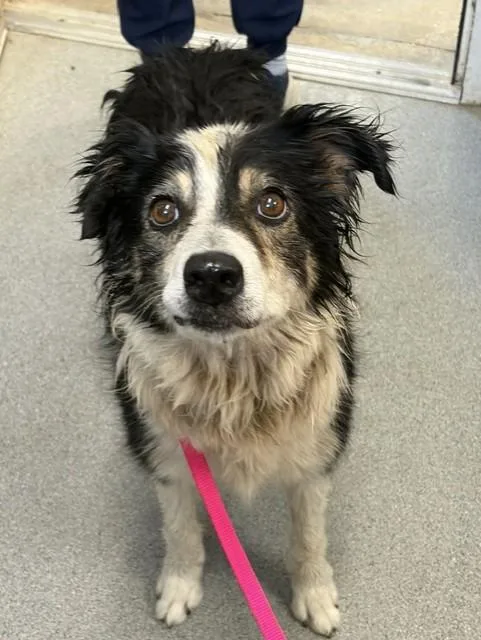 An adult large-sized female Border Collie dog named A for adoption in Olivehurst, CA