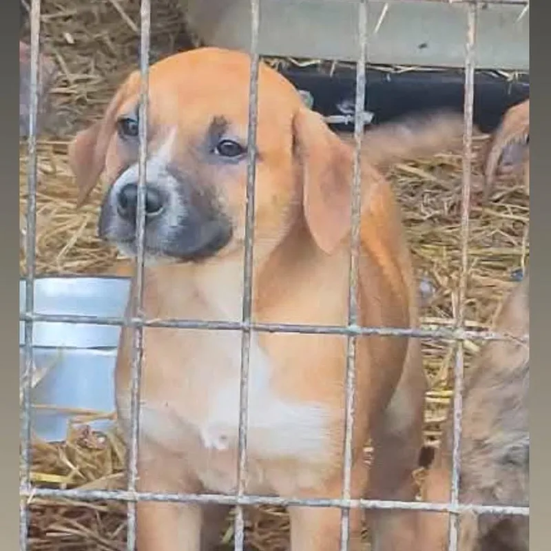 A baby medium-sized female Tricolor (Brown, Black, & White) Mixed Breed dog named Shelly for adoption in Yaphank, NY