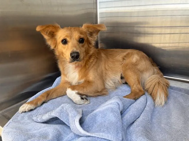 A young small-sized male Chihuahua dog named Kringle for adoption in Lancaster, CA