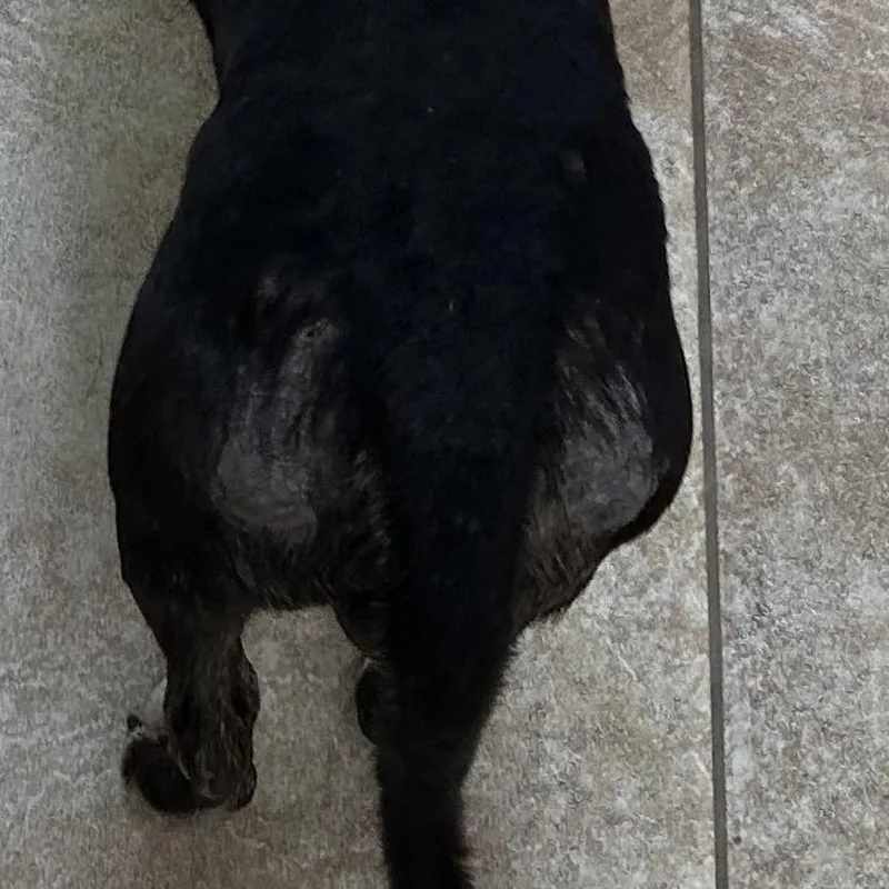 An adult small-sized male Terrier dog named Michael for adoption in Galveston, TX
