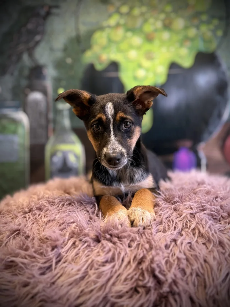 A baby medium-sized female German Shepherd Dog dog named Yacht for adoption in Eagle, CO