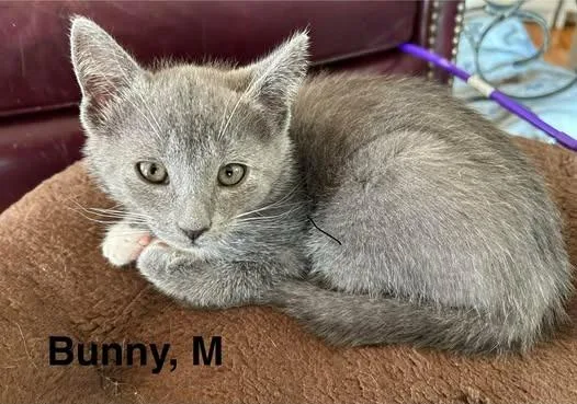 A baby small-sized male Domestic Short Hair cat named Bunny for adoption in Darien, GA