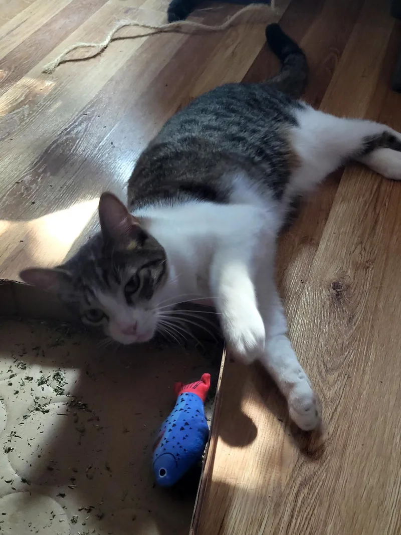 A young medium-sized male Domestic Short Hair cat named Oto for adoption in Glendale, AZ