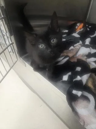 A baby small-sized female Domestic Medium Hair cat named Madam Mischief for adoption in Westland, MI