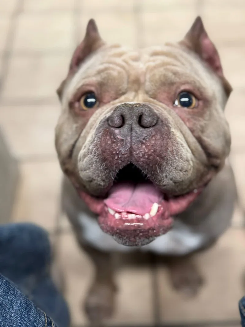 An adult medium-sized female Gray / Blue / Silver Bulldog dog named Lacey for adoption in Edison, NJ
